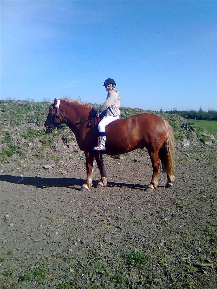 Anden særlig race Lukas  - mig og lukas uden sadel billede 1