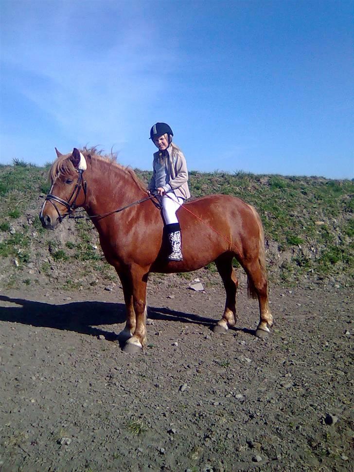 Anden særlig race Lukas  billede 3