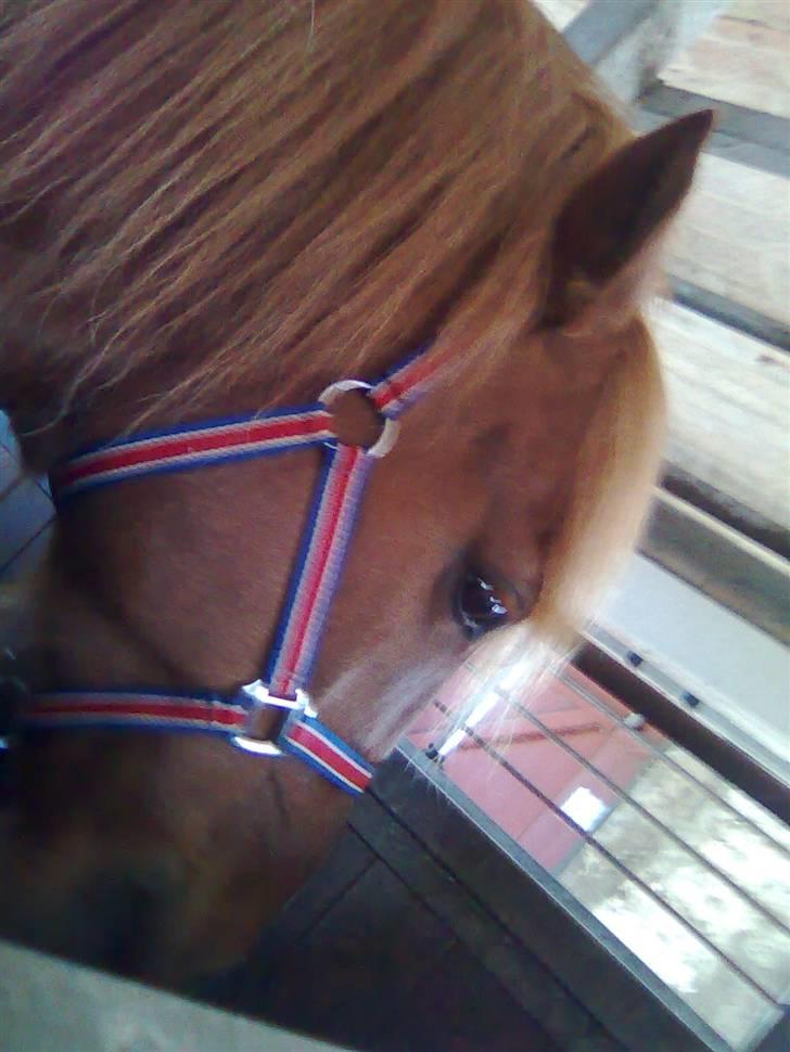 Anden særlig race Lukas  - gå væk nu  viljeg ikke mere billede 5