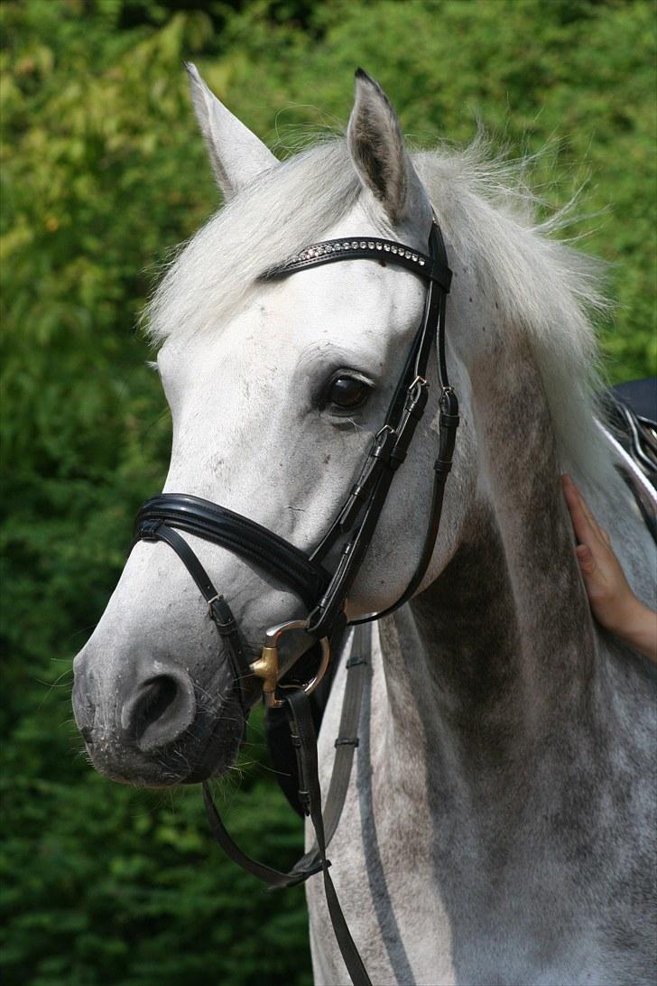 Holstener Casoni BS SOLGT - Velkommen til Casonis profil!  billede 1
