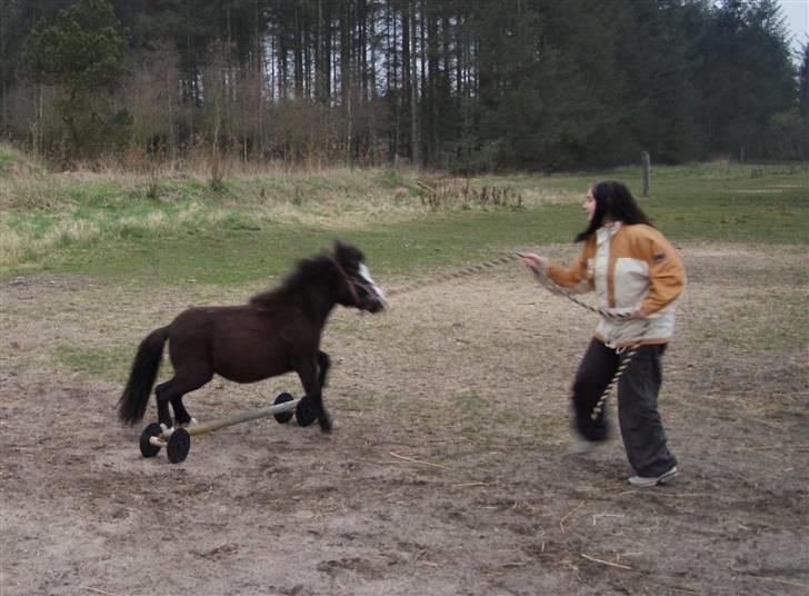 Anden særlig race Møllegårdens Kaspian - Og VUPTI, så kom vi over (beklager, at billedet er en anelse uklart) billede 7