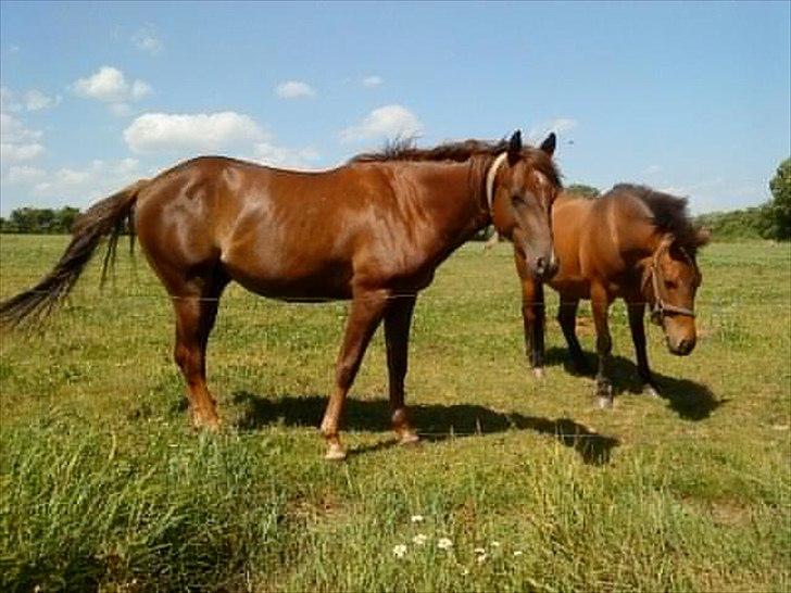 Quarter million dollar whiz *himmelhest* - sommer 2010 smukke dreng <3 billede 16