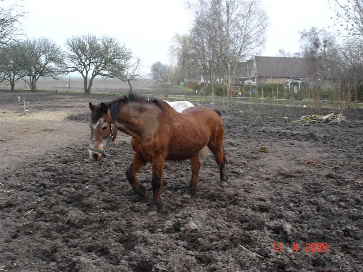 Anden særlig race Junior R.I.P billede 14