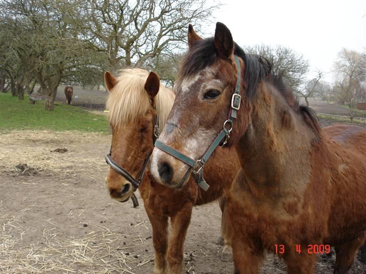 Anden særlig race Junior R.I.P billede 15