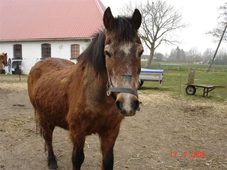 Anden særlig race Junior R.I.P billede 16