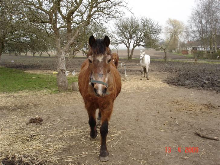 Anden særlig race Junior R.I.P billede 17