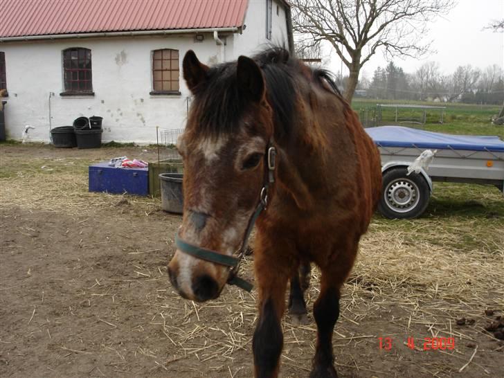 Anden særlig race Junior R.I.P billede 18