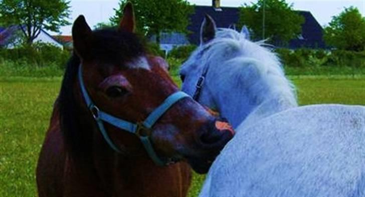 Anden særlig race Junior R.I.P billede 19