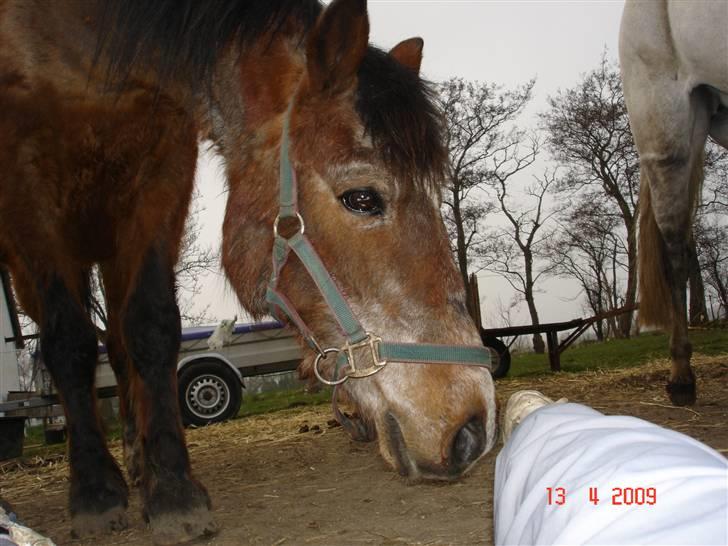 Anden særlig race Junior R.I.P billede 20