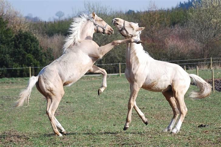 Palomino Golden Victory *SOLGT* - magnum og victor leger billede 16