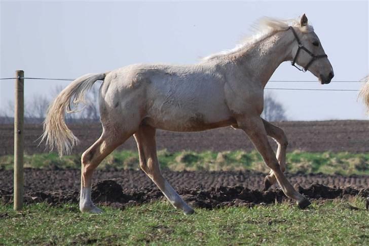 Palomino Gold Magnum X *SOLGT* billede 16