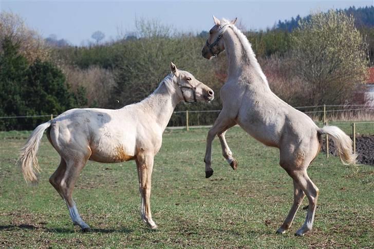 Palomino Gold Magnum X *SOLGT* billede 17
