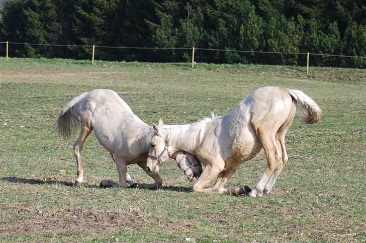 Palomino Gold Magnum X *SOLGT* billede 18