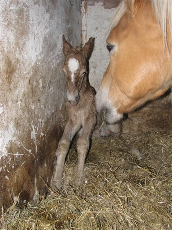Tyroler Haflinger Walando  billede 4