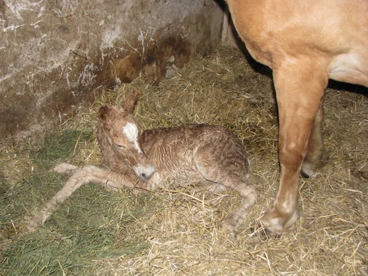 Tyroler Haflinger Walando  billede 5