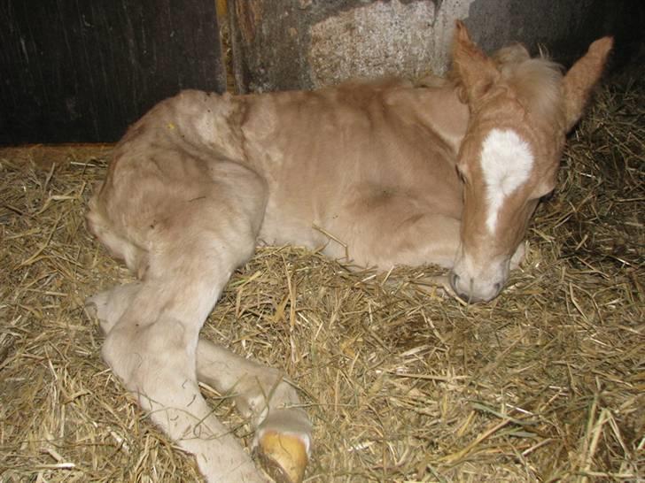 Tyroler Haflinger Walando  billede 6