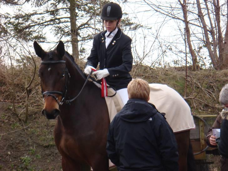 Dansk Varmblod Valløs Medea - Min smukke hest billede 2