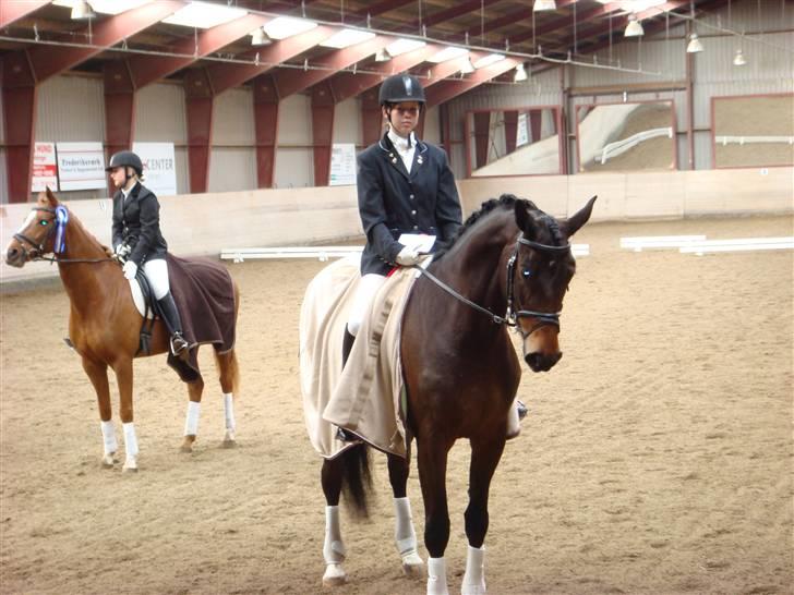 Dansk Varmblod Valløs Medea - igen til vores andet stævne billede 3
