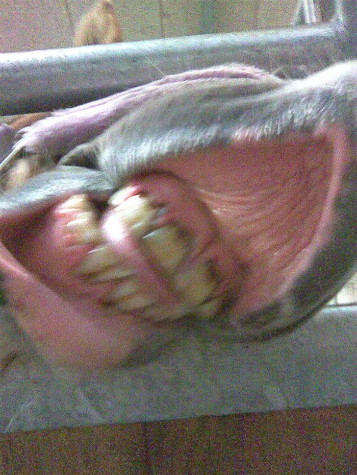 Haflinger Betti SOLGT! - SMIIILL !!<3 billede 1