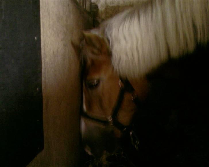 Haflinger Betti SOLGT! - Halløj !<3 billede 2