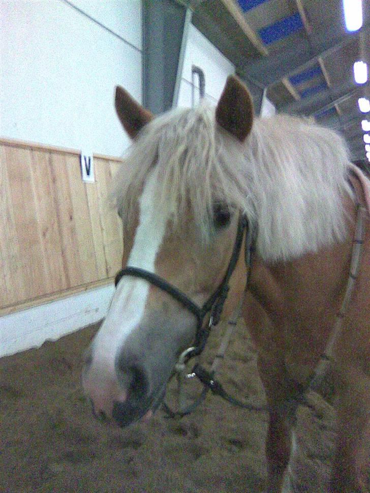 Haflinger Betti SOLGT! - Betti venter på at komme ind i stald...!<3<3 billede 3