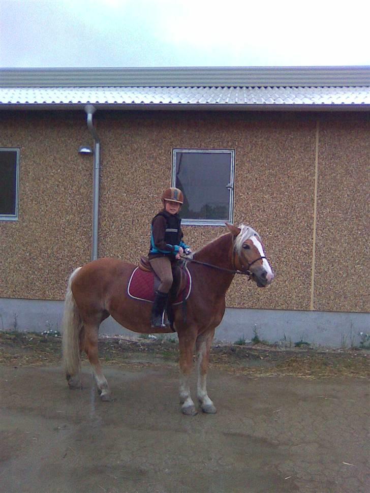 Haflinger Betti SOLGT! - den dejlige hest og mig<333 billede 4