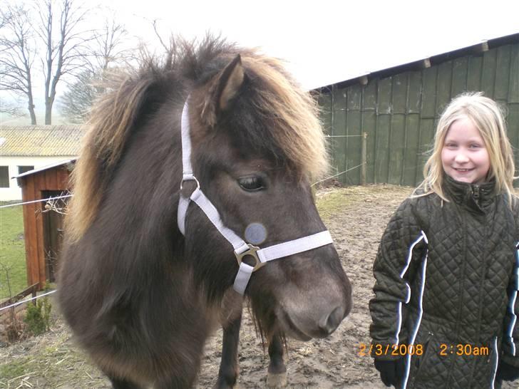 Islænder Þokkadís fra Amhøj Solgt billede 1