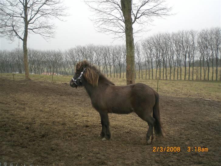 Islænder Þokkadís fra Amhøj Solgt billede 2