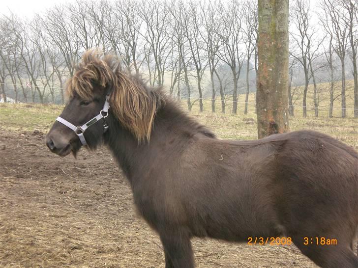 Islænder Þokkadís fra Amhøj Solgt billede 3