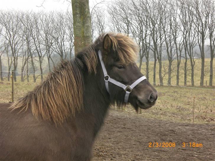 Islænder Þokkadís fra Amhøj Solgt billede 4