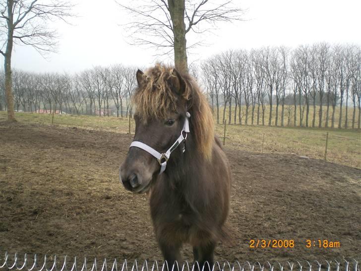 Islænder Þokkadís fra Amhøj Solgt billede 5