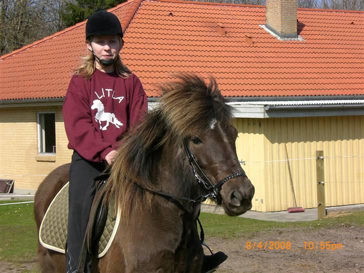 Islænder Þokkadís fra Amhøj Solgt billede 6