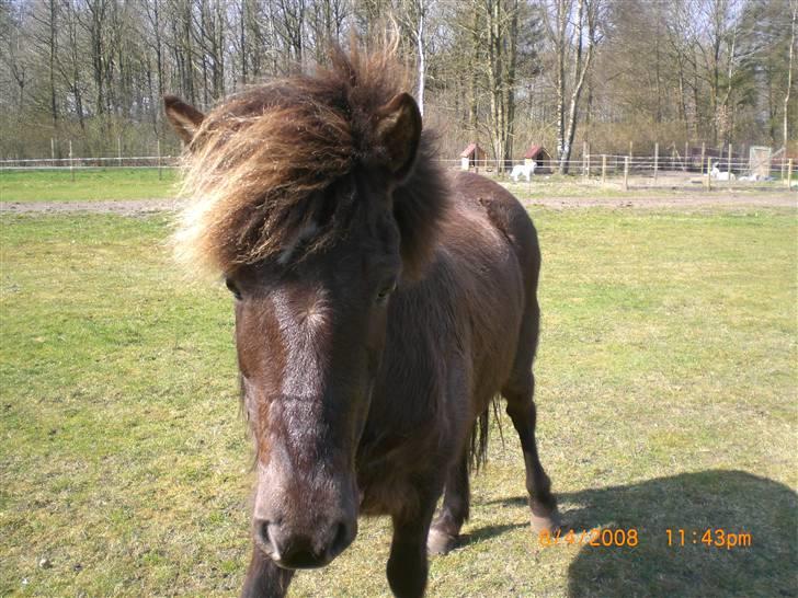 Islænder Þokkadís fra Amhøj Solgt billede 7