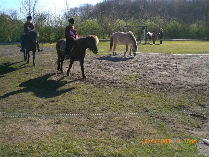 Islænder Þokkadís fra Amhøj Solgt billede 8