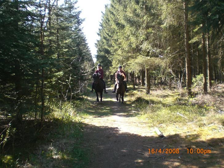 Islænder Þokkadís fra Amhøj Solgt billede 9