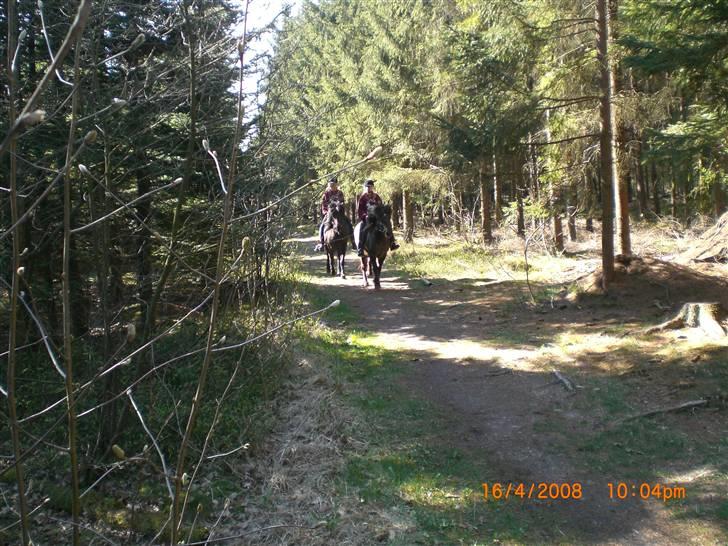 Islænder Þokkadís fra Amhøj Solgt billede 10