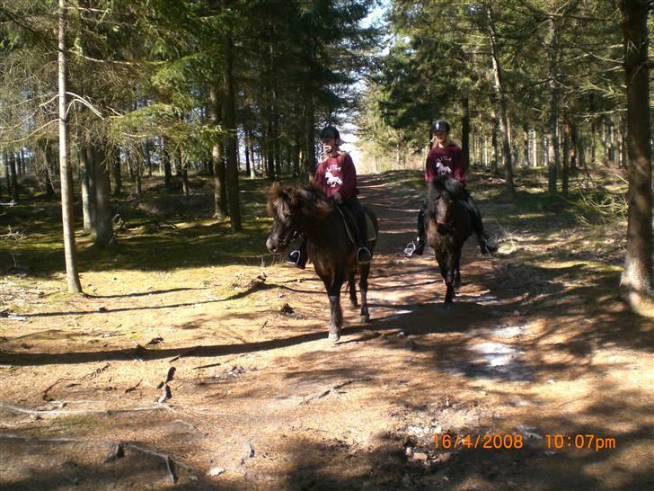 Islænder Þokkadís fra Amhøj Solgt billede 11