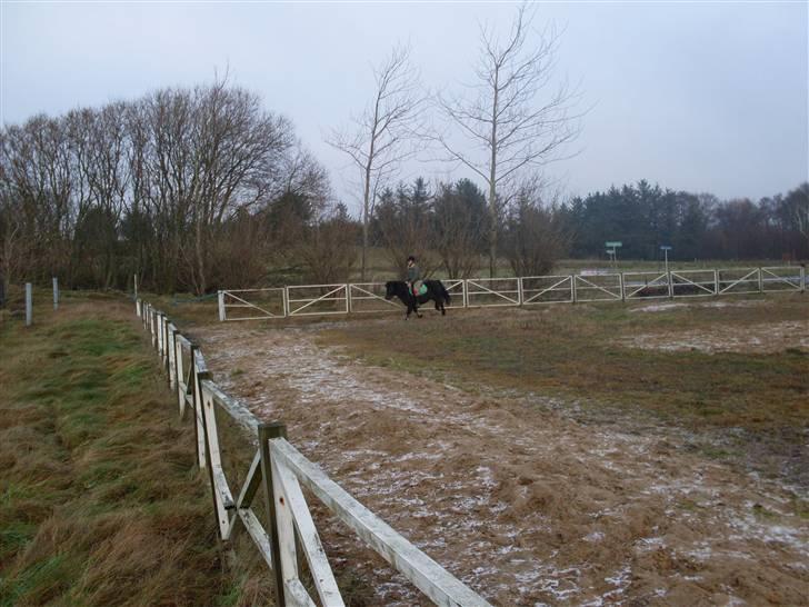 Anden særlig race Buster  - DET KAN GODT VÆRE HAN ER SØD SÅ KNA HAN GODT BUKKE:-P         (DET ER IKK SÅ HØJT LIGE DER FOR HAN ER VED AT LANDE) billede 19
