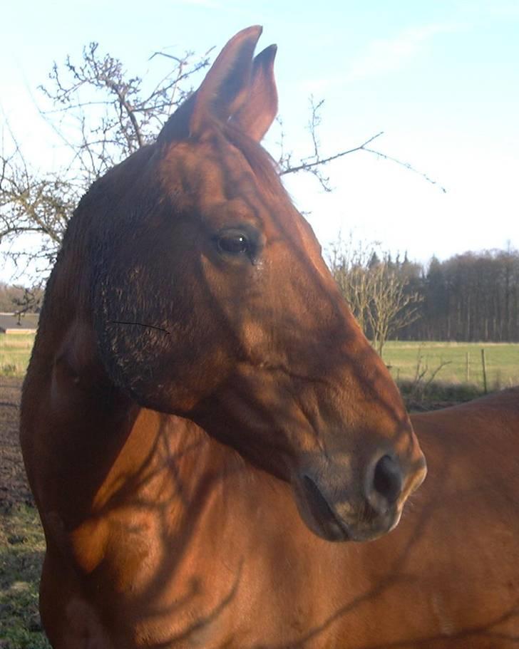 Mecklenburger Uliane R.I.P. billede 16