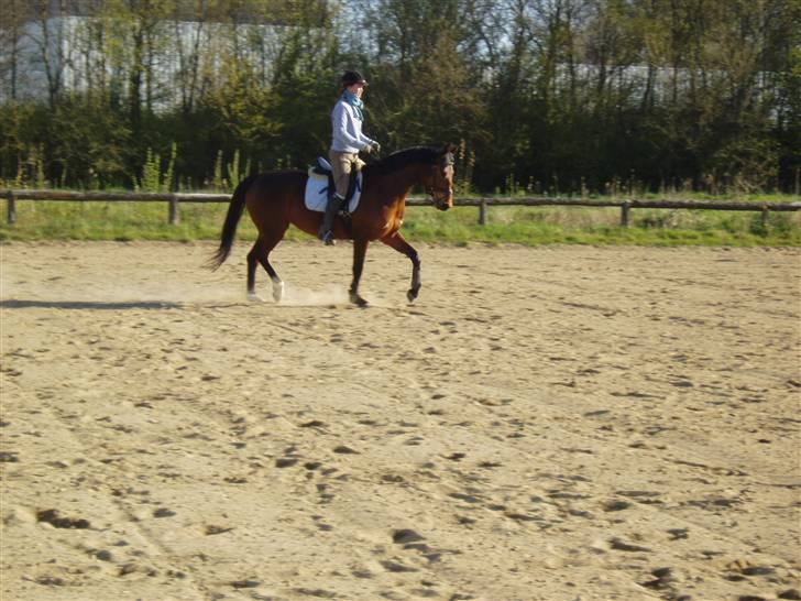 Dansk Varmblod Coffee Cup - Træning d. 18/4-09. Jeg sætter ridemæssigt vægt på, at hesten går op ad bakke, er fremme ved tøjlen, så der er skulder frihed. billede 2