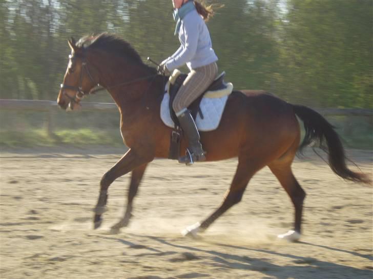 Dansk Varmblod Coffee Cup - Obs: Min opstilling er udskyldt ;) Ellers god gallop, med godt opspring! D. 18/4-09 billede 3