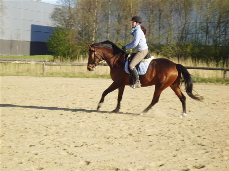 Dansk Varmblod Coffee Cup - Rummelig gallop :D D. 18/4-09 billede 4