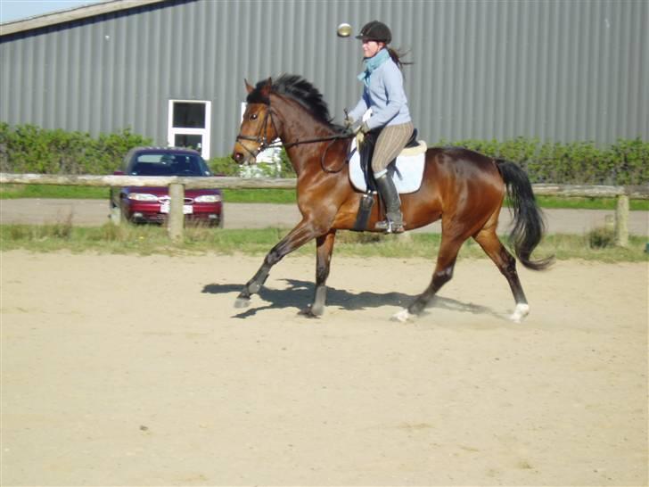 Dansk Varmblod Coffee Cup - Igen, god gallop, hun var fantastisk den dag! D. 18/4-09 billede 5