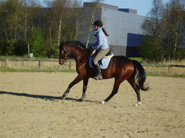 Dansk Varmblod Coffee Cup - D. 18/4-09 billede 6