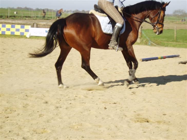 Dansk Varmblod Coffee Cup - Højre gallop, den svære side, bliver lidt dyb, men sys hun sætter sig fint bagtil. D. 18/4-09 billede 8
