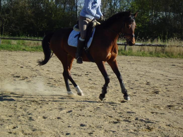 Dansk Varmblod Coffee Cup - D. 18/4-09Den svære højre gallop, mangler stadig lidt styrke og balance (jeg snyder med højre hånd ;) ) men man får stadig indtryk af hendes opspring. billede 9