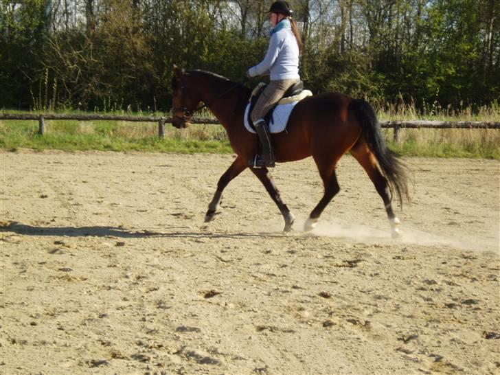 Dansk Varmblod Coffee Cup - Bare fin :D  D. 18/4-09 billede 10