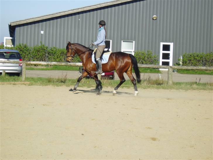 Dansk Varmblod Coffee Cup - Bare et super godt billede af hende. Jeg er undskyldt, rider stadig mest letridning :D  D. 18/4-09 billede 12