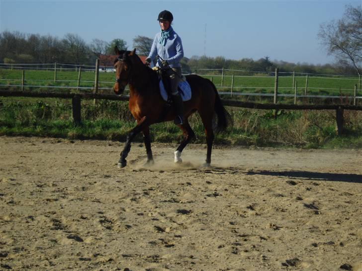 Dansk Varmblod Coffee Cup - Bare fin :D  D. 18/4-09 billede 13