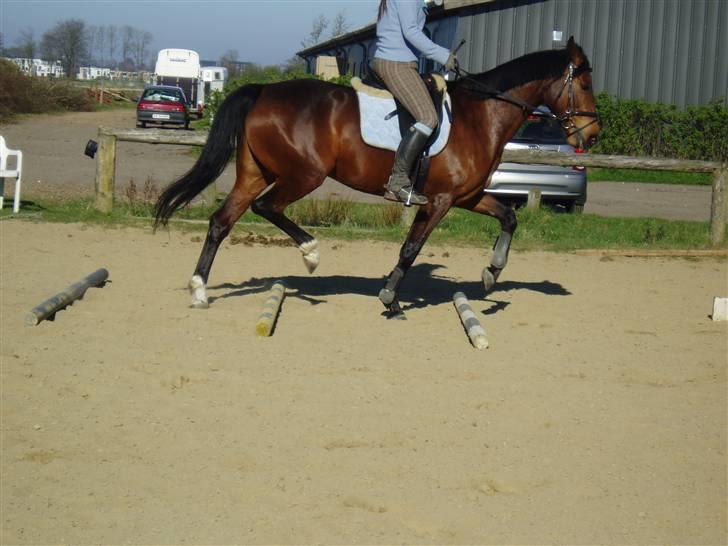 Dansk Varmblod Coffee Cup - Hehe, bomtræning, gjorde hun nu rigtig fin :) D. 18/4-09 billede 15